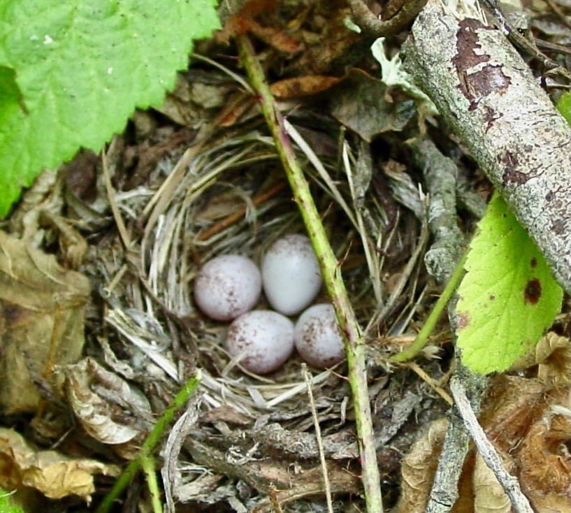 Wilson's Warbler nest at N Vandenberg Space Force Base by Mark Holmgren; permission required for use.